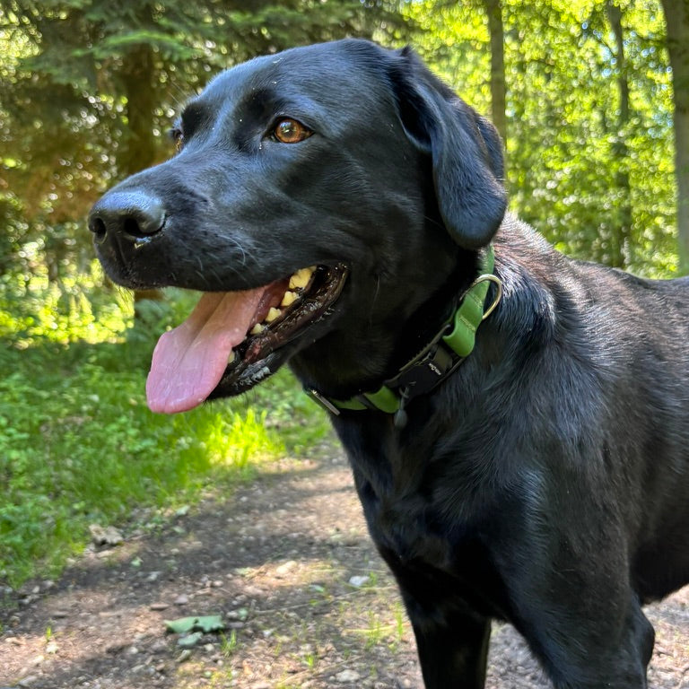 Nordic Trail Collar