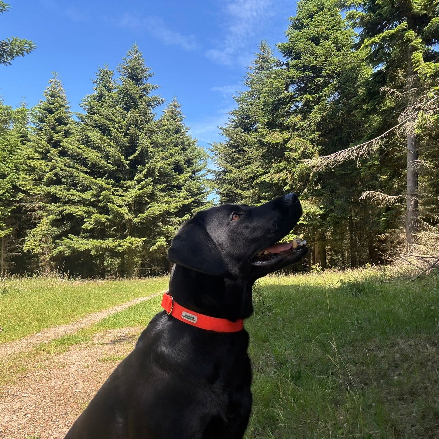 Nordic Trail Collar