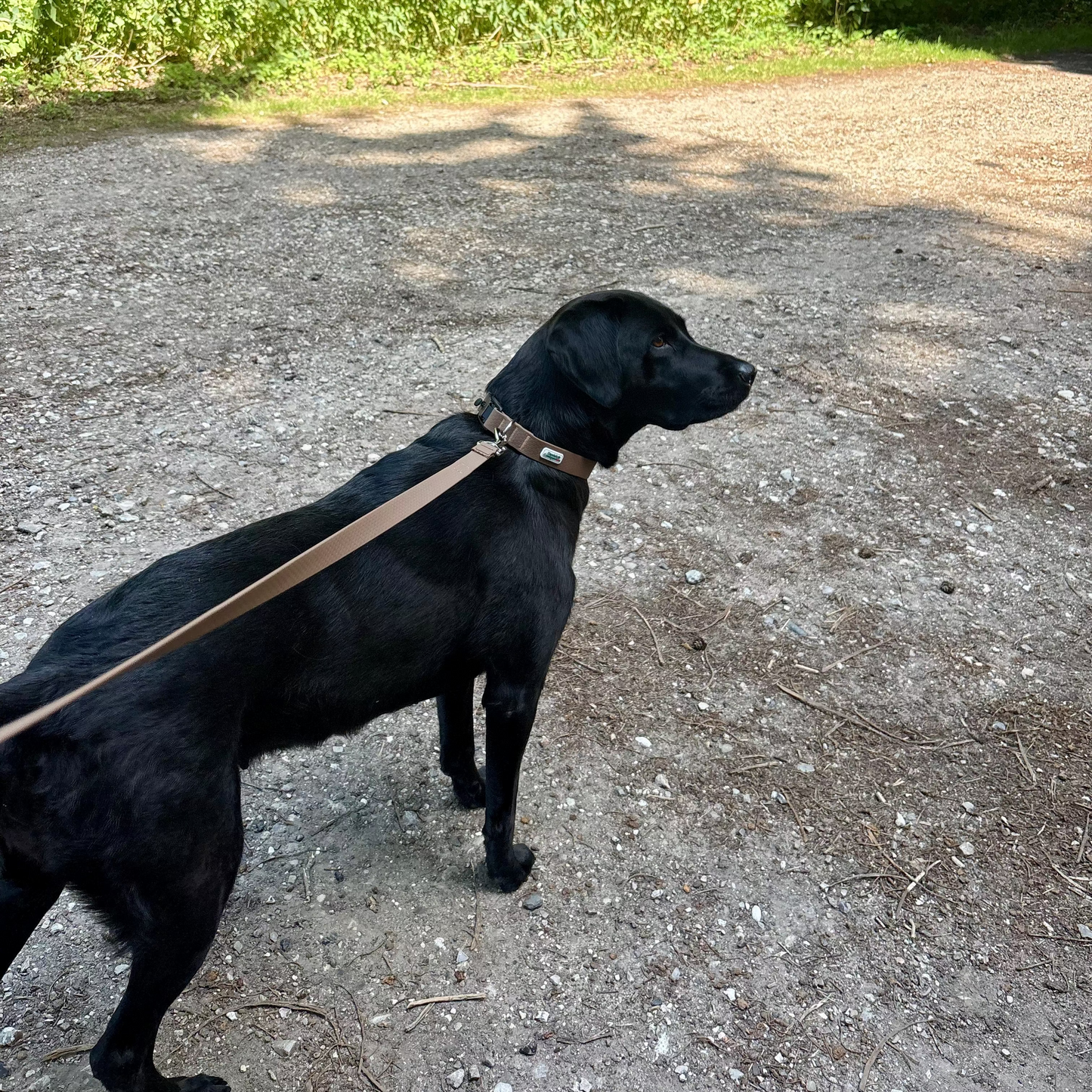 Nordic Trail Leash