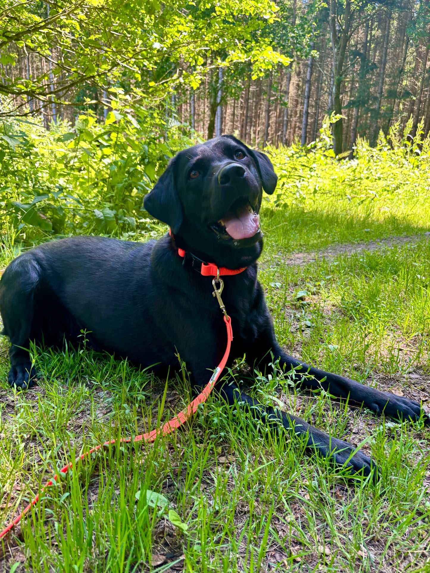 Nordic Trail Leash