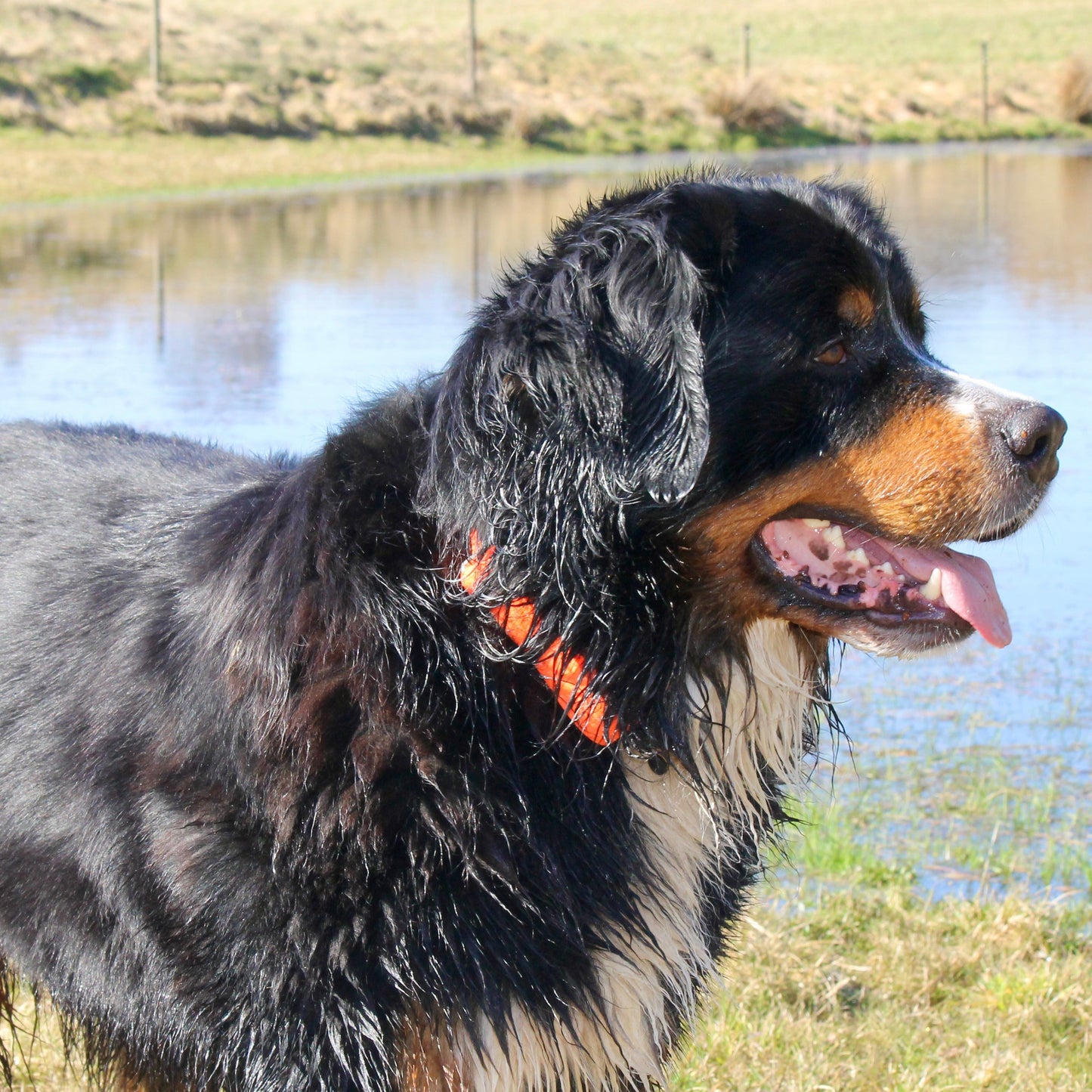 Nordic Trail Collar