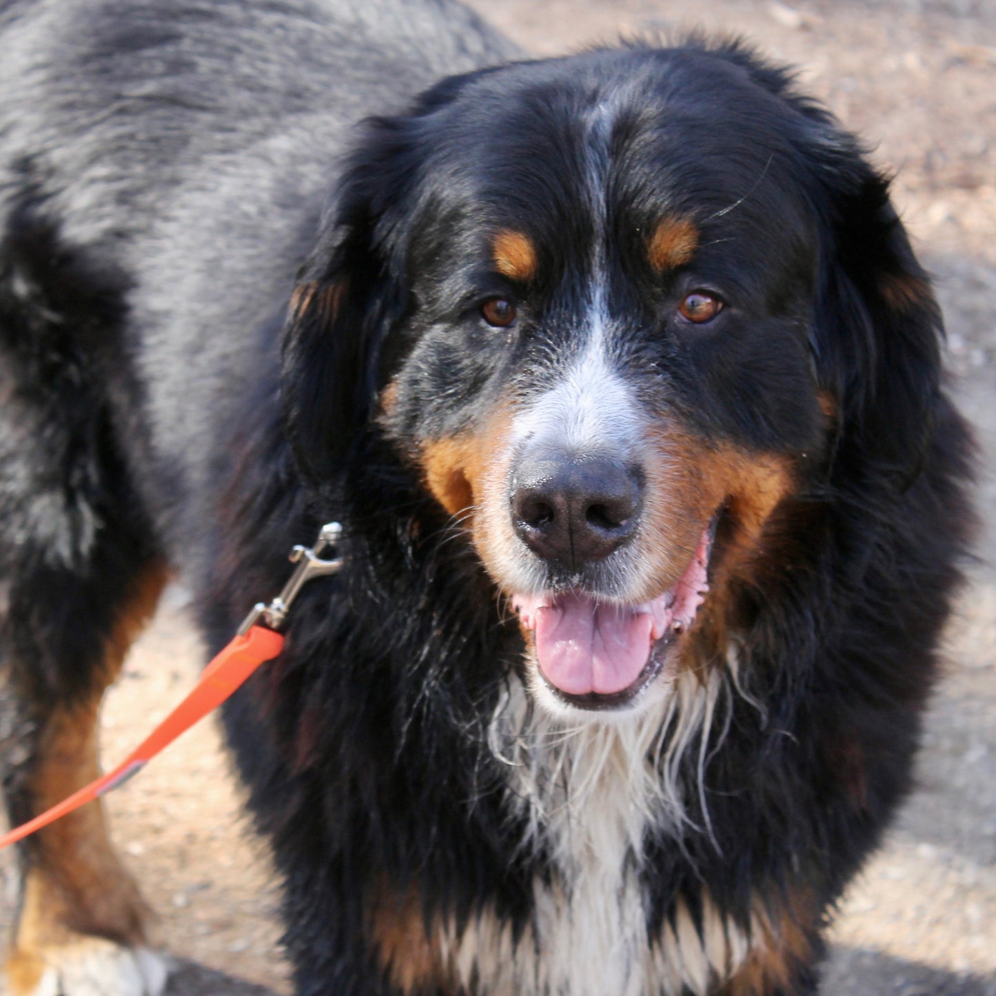 Nordic Trail Leash