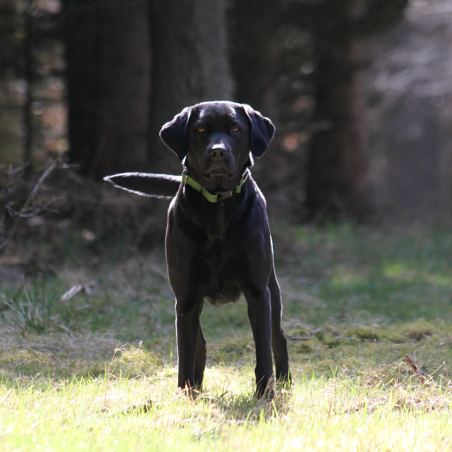 Nordic Trail Collar